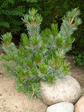Sosna drobnokwiatowa (Pinus parviflora) Chikuza-goten